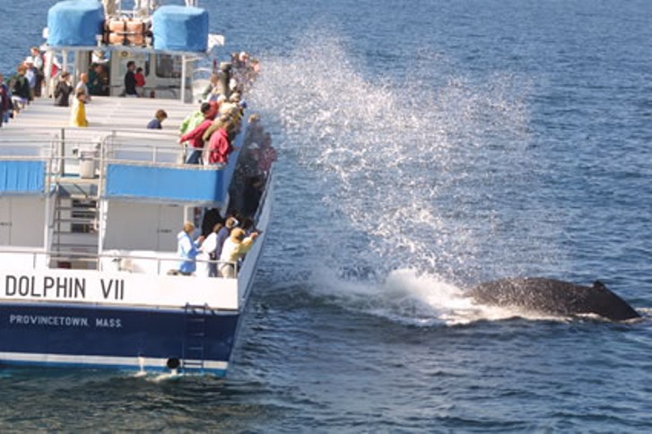 Cape Cod Whalewatching